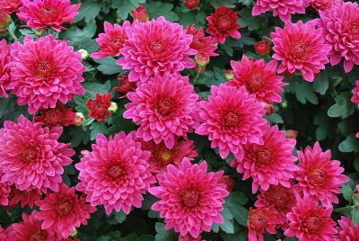 Chrysanthemum Sunbeam 'Pink Yellow Glow'