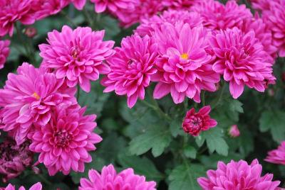 Daybreak Chrysanthemum Pink 