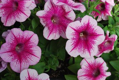 Jackson & Perkins Inc.: Petunia Rose Gem 