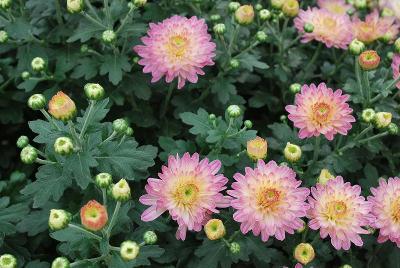 Chrysanthemum Sunbeam 'Peaches 'n' Cream'