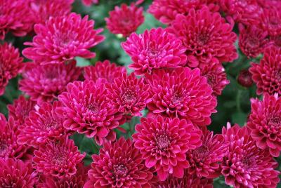 Dümmen Orange: Mystic Mums® Daybreak Chrysanthemum Purple 