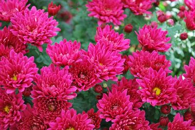 Chrysanthemum Sunbeam 'Purple'