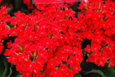  Kalanchoe 'Fayal'