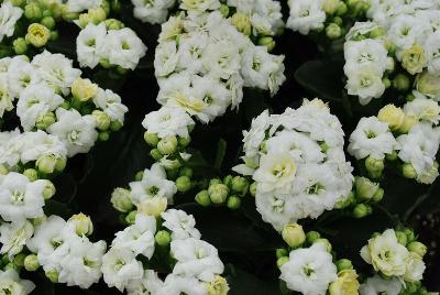 Calandiva® Kalanchoe Ewbank