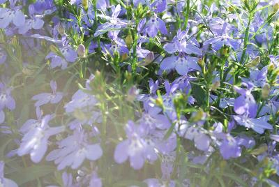 Bella Lobelia Cielo 2015 