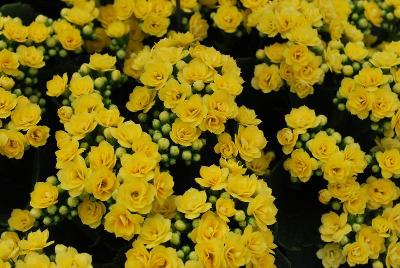 Calandiva® Kalanchoe Theron