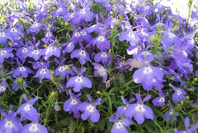 Bella Lobelia Donna 2015 