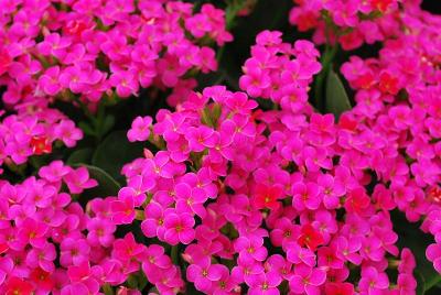 Calandiva® Kalanchoe Raja