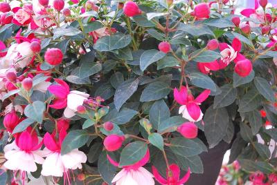 Fuchsia, upright Aretes 'Arroyo Grande'