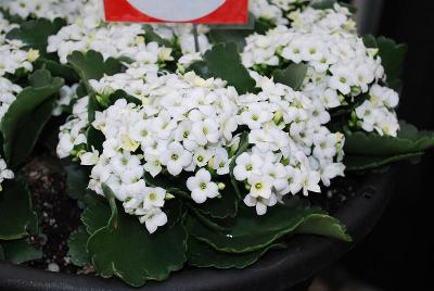 Calandiva® Kalanchoe 'Kikal'