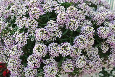 Yolo Lobularia Purple Halo