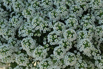 Yolo Lobularia White