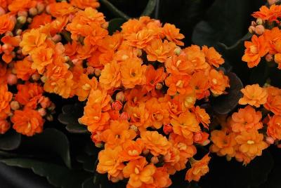 Calandiva® Kalanchoe Vega 