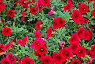 Dümmen Orange: Lindura® Calibrachoa Red 