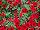 Lindura&reg; Calibrachoa Red 