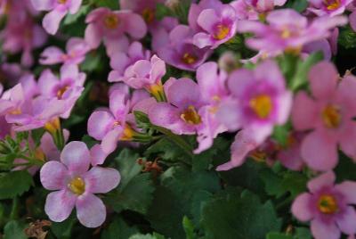 Bacopa Bahia 'Pink Halo 2015'