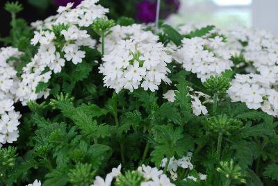 Dümmen Orange: Lindolena Verbena White 