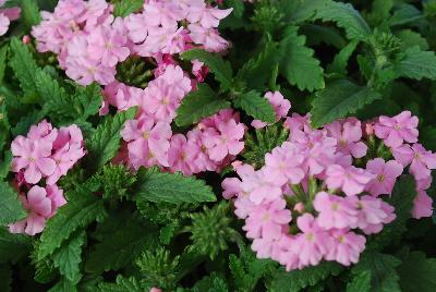 Lindolena Verbena Pink 