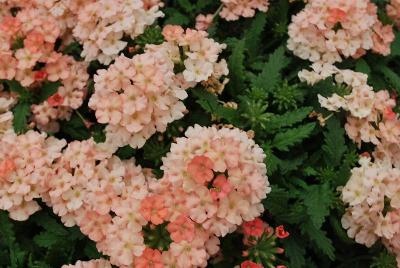 Dümmen Orange: Lindolina Verbena Peach 