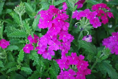 Lindolena Verbena Purple 