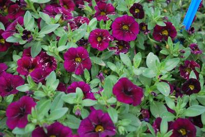 Calibrachoa Lindura® 'Dark Purple'