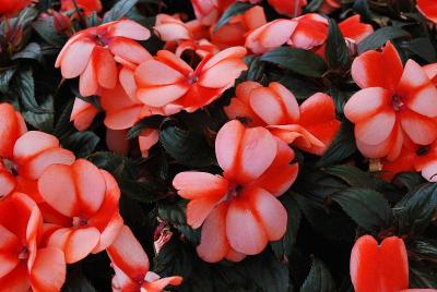 Petticoat Star New Guinea Impatiens 'Mandarin'