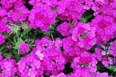 Dümmen Orange: Lindolina Verbena Purple 