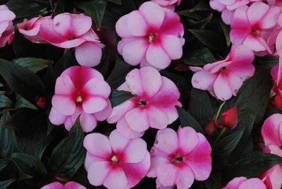 Petticoat Star New Guinea Impatiens 'Purple'
