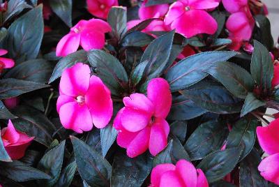 Petticoat Star New Guinea Impatiens 'Deep Purple'