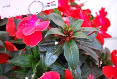 Magnum New Guinea Impatiens Red Flame 