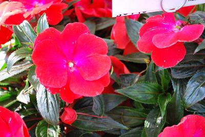 Magnum New Guinea Impatiens Red Flame 