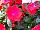Magnum New Guinea Impatiens Red Flame 
