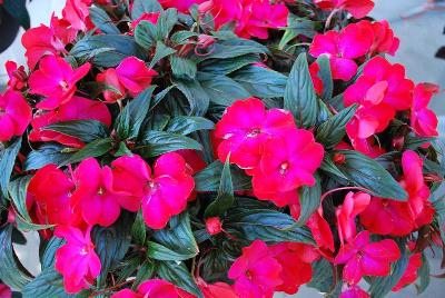 Petticoat New Guinea Impatiens 'Neon Night 2015'