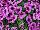 Fortunia Petunia Lavender Vein 