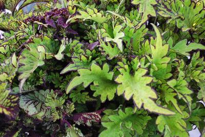 Coleus  'Rue Burbon'