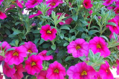 Dümmen Orange: Aloha Calibrachoa Hot Pink 