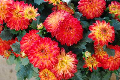 Dahlinova Hypnotica® Dahlia Tequila Sunrise 