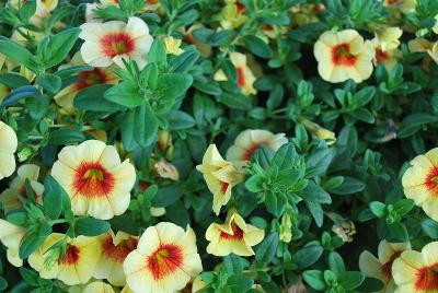 Calibrachoa Aloha 'Tiki Yellow'