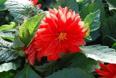 Dahlinova® Dahlia Carolina Orange