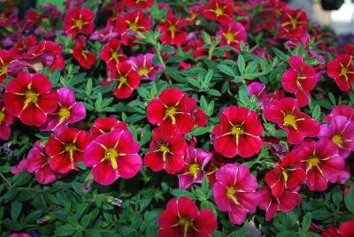 Calibrachoa Aloha 'Cherry Cartwheel'