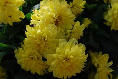 Dahlinova® Dahlia Alabama