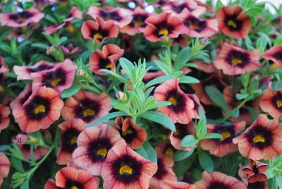 Calibrachoa Hula 'Godiva'