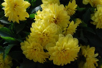 Dahlinova® Dahlia Alabama