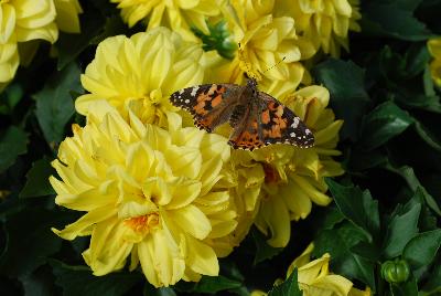 Dahlinova® Dahlia Alabama