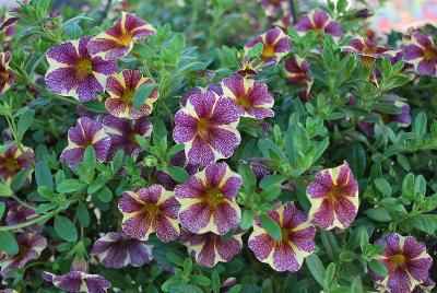 Dümmen Orange: Aloha Calibrachoa Grape Cartwheel 