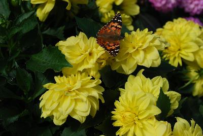 Dahlinova&reg; Dahlia Alabama 