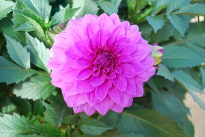 Dahlia Dahlinova Hypnotica® 'Lavender'