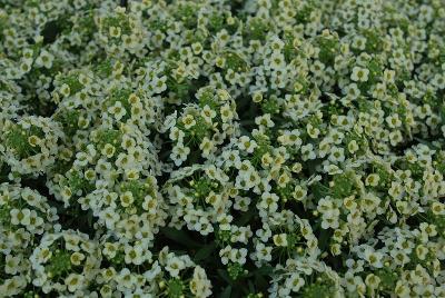Yolo Lobularia French Vanilla