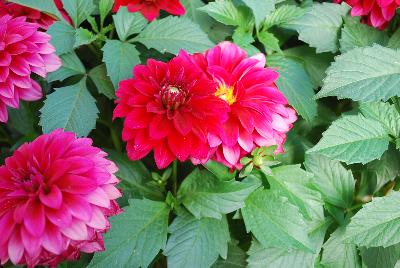 Dahlia Dahlinova Hypnotica® 'Red Velvet'