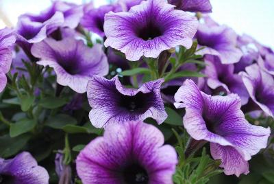 Potunia Plus Petunia 'Denim Blue'